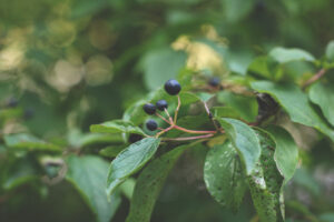 Bilberry: New Natural Help for Wrinkles