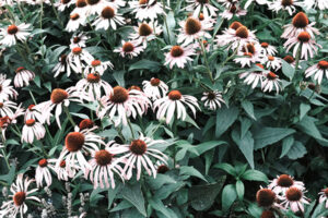 Echinacea: Reducing Respiratory Infections & Antibiotics