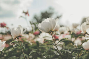 Herbs for Hormonal Balance
