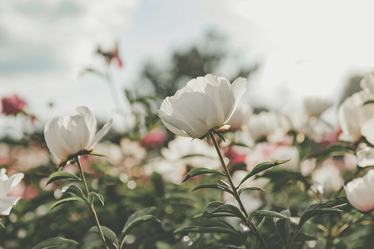 Herbs for Hormonal Balance