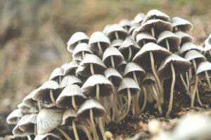Mycelium vs. Fruiting Bodies: Decoding Medicinal Mushroom Supplements