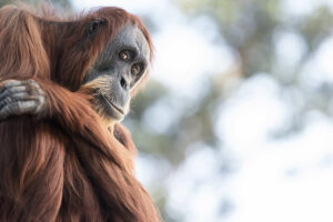 Orangutans Use Herbal Medicine Too!