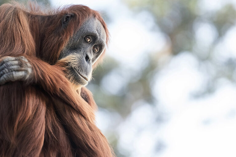Orangutans Use Herbal Medicine Too!