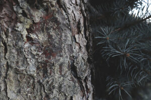 Pine Bark Extract Beats Conventional Treatment of Chronic Venous Insufficiency in Diabetics