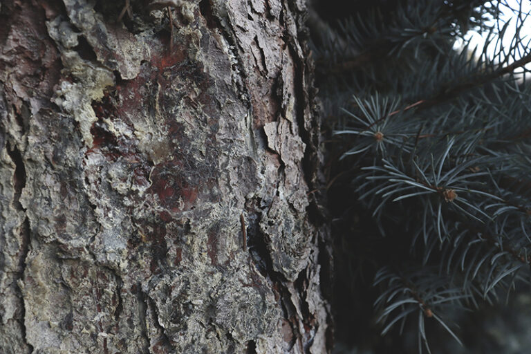 Pine Bark Extract Beats Conventional Treatment of Chronic Venous Insufficiency in Diabetics