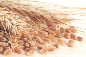Simple Wheat Germ Can Help People with Non-alcoholic Fatty Liver Disease