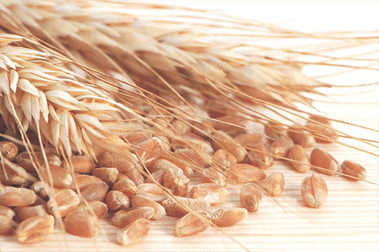 Simple Wheat Germ Can Help People with Non-alcoholic Fatty Liver Disease