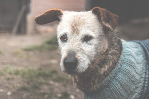 Supporting Senior Pets